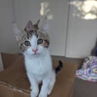 Photo of Sophia Golden