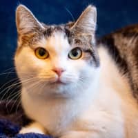 Photo of Tibby