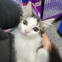 Photo of Princess Kittens