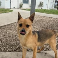 Photo of Foxy