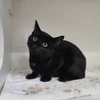 Photo of Jiji