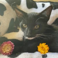 Photo of Sampson   Reduced Adoption Fee