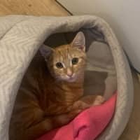 Photo of Ziggy & Bowie