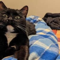 Photo of Daphne