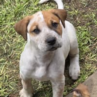 Photo of Finn The Human