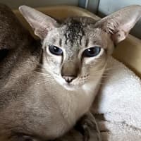 Photo of Quincey