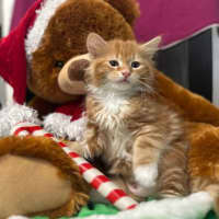 Photo of Little Pedey