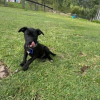 Photo of Mickey   14 Week Old Cattle Dog X Staffy