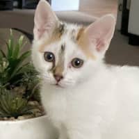 Photo of Ivy