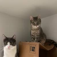 Photo of Dorian And Sterling