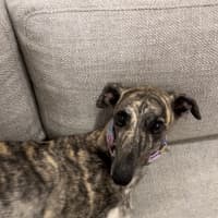 Photo of Roxy