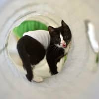 Photo of 🤩 Charlie Girl 🤩