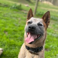 Photo of Rusty