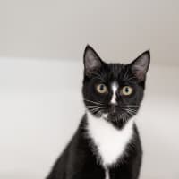 Photo of Bentley