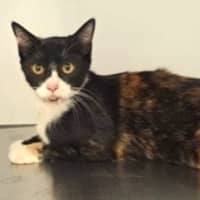Photo of Tango