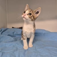 Photo of Jeeves