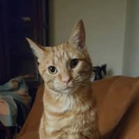 Photo of Toffee