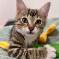 Photo of Wilbur   In Foster Care In Doreen