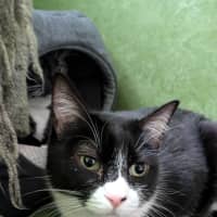 Photo of Peppy (Bonded With Ivy)
