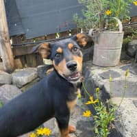 Photo of Coco