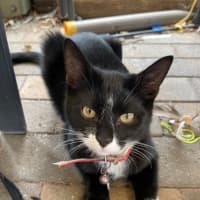 Photo of Foxy Socks Buu