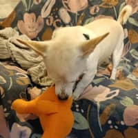 Photo of Chevy 🚗 Chihuahua X Dachshund (On Trial 13/6/25)