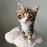 Photo of Gimli