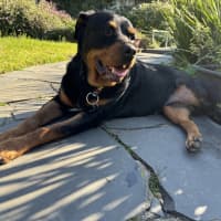 Photo of Nala 