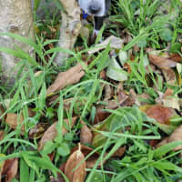 Photo of Maya   9 Week Old Cattle Dog X