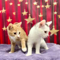 Photo of Bruce   Located In Blackburn North