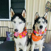 Photo of Benji And Dusty 