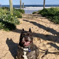 Photo of Buddy   6 Year Old Pug X French Bulldog