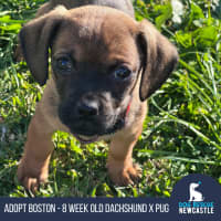 Photo of Boston   8 Week Old Dachshund X Pug