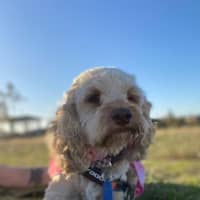 Photo of Bessie
