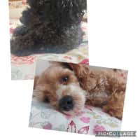 Photo of Sherlock And Willow Picton