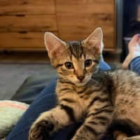 Photo of Rosie