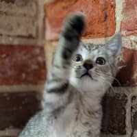 Photo of Choc Chip