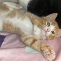 Photo of Leo