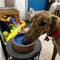 Photo of Richie The Greyhound 