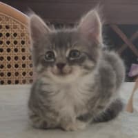 Photo of Chai