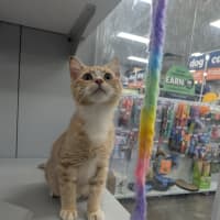Photo of Gingy