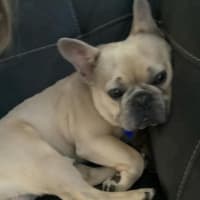 Photo of Andy   2 Year Old French Bulldog