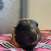 Photo of Gerald 