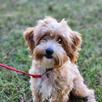 Photo of Ruby