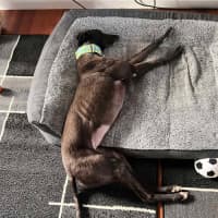 Photo of Izzy, The Greyhound