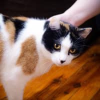 Photo of Jennifer Meowsu