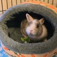 Photo of Bonnie