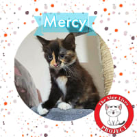 Photo of Mercy *9 Lives Project Rescue*