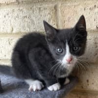 Photo of Zorro