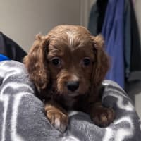 Photo of Clive 